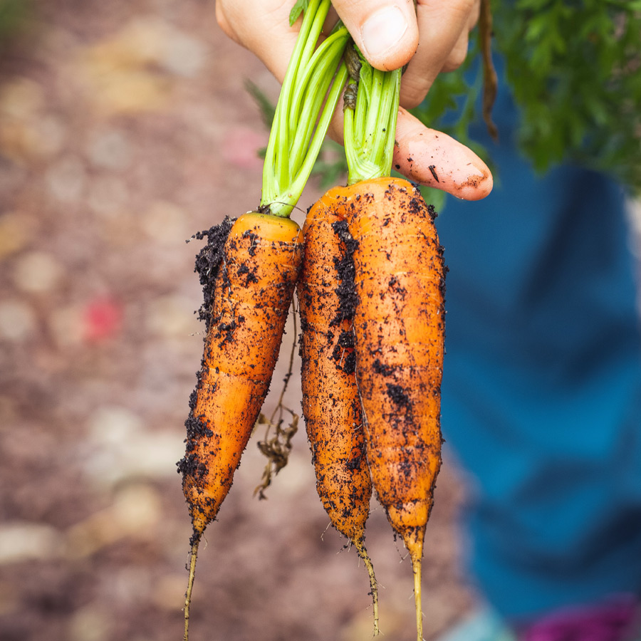 carrots-with-dirt