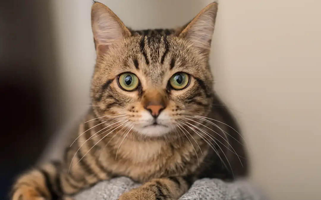 In Memory of Miss. Pickles